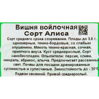 Вишня войлочная «Алиса» C3 высота 140 см