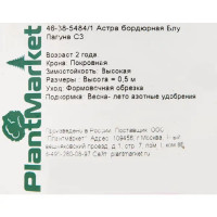 Астра бордюрная «Блу Лагуна» 15x55 см