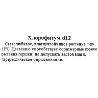 Хлорофитум ø12 h25 см