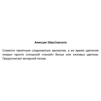 Рассада Алиссум h20 см, 10 шт.