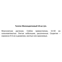 Рассада Тагетес мелкоцветковый h20 см, 10 шт.