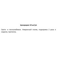 Рассада Цинерария h20 см, 10 шт.