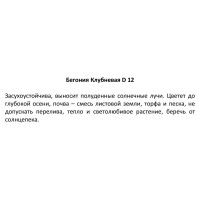 Бегония клубневая ø12 h25 см