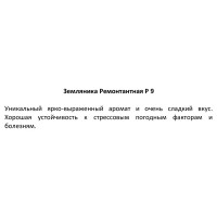 Земляника ремонтантная ø9 h20 см