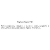 Портулак в кашпо ø15 h25 см