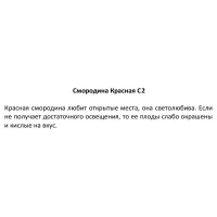 Смородина красная ø17 h60 см