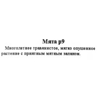 Мята ø9 h15 см