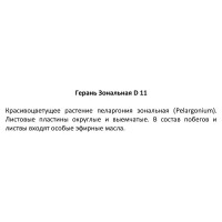 Герань зональная ø13 h30 см
