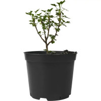 Крыжовник обыкновенный Малахит ø15 h45 см