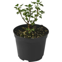 Крыжовник обыкновенный Малахит ø15 h45 см