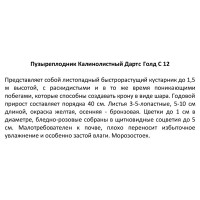 Саженец Пузыреплодник Дартс Голд ø35 h150 см Поиск инвест