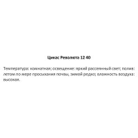 Цикас Революта ø12 h25-30 см