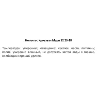 Непентес Кровавая Мэри ø12 h20-28 см