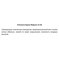 Ктенанта Бурле маркси ø12 h15 см