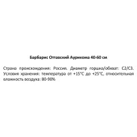 Барбарис Оттавский Аурикома ø19 см h40-60 см