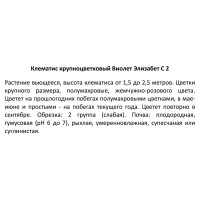 Клематис крупноцветковый Виолет Элизабет ø17 h50 см