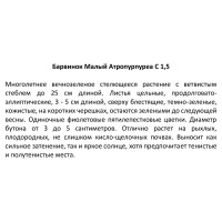 Барвинок Атропурпуреа ø11.5 h30 см