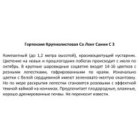 Гортензия крупнолистовая Со лонг Санни ø14 h100 см