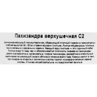 Пахизандра верхушечная микс ø17 h30 см