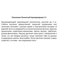 Посконник пятнистый Атропурпуреум ø14 h50 см