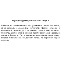 Вероникаструм виргинский ø14 h50 см