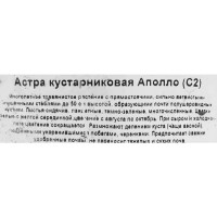Астра кустарниковая Аполло ø17 h30 см