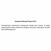 Гузмания Минор Рондо ø9 h20 см