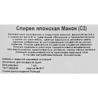 Спирея японская Манон ø17 h30 см