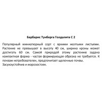 Барбарис Тунберга Голдалита ø17 h30 см