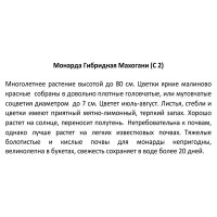 Монарда микс ø17 h20 см