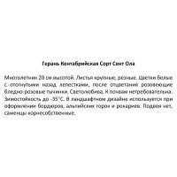 Герань кантабрийская Сент Ола ø15 h20 см