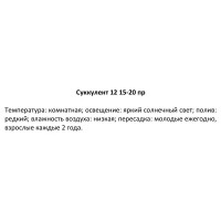 Суккулент ø12 h20 см