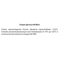 Спирея Дугласа ø19 h60 - 80 см