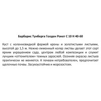 Барбарис Тунберга Голден Рокет ø28 h60 см