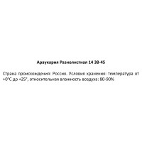 Ель натуральная Араукария разнолистная 45 см