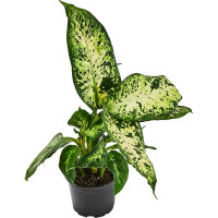 Диффенбахия ø10.5 h8 см