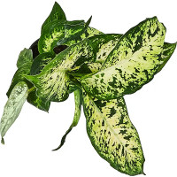 Диффенбахия ø10.5 h8 см