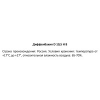 Диффенбахия ø10.5 h8 см