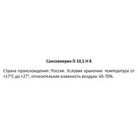 Сансевиерия ø10.5 h8 см