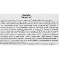 Гладиолус крупноцветковый Блу Тропик, 3 шт.