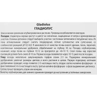 Гладиолус крупноцветковый Хидден Треже, 3 шт.