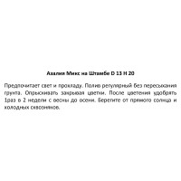 Азалия микс е ø13 h40 см