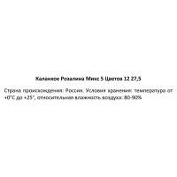 Каланхое Розалина микс ø12 h27.5 см