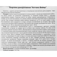 Георгина декоративная Кетчинг Файер 100 мм