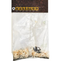 Бегония Мармората красно-белая 40 мм