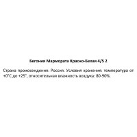 Бегония Мармората красно-белая 40 мм
