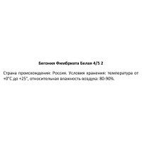 Бегония Фимбриата белая 40 мм