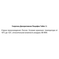 Георгина декоративная Пацифик Тайм 100 мм