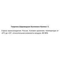 Георгина шаровидная Холли Хилл Калико 100 мм