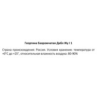 Георгина бахромчатая Дабл Жу 100 мм